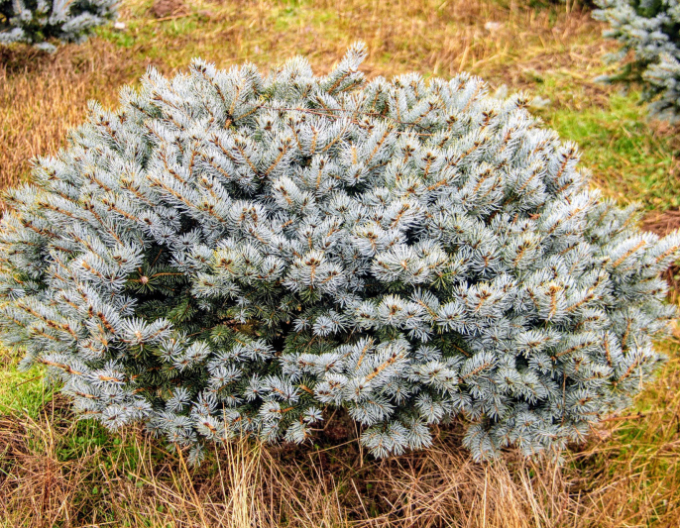 Gemeine Fichte Glauca Globosa