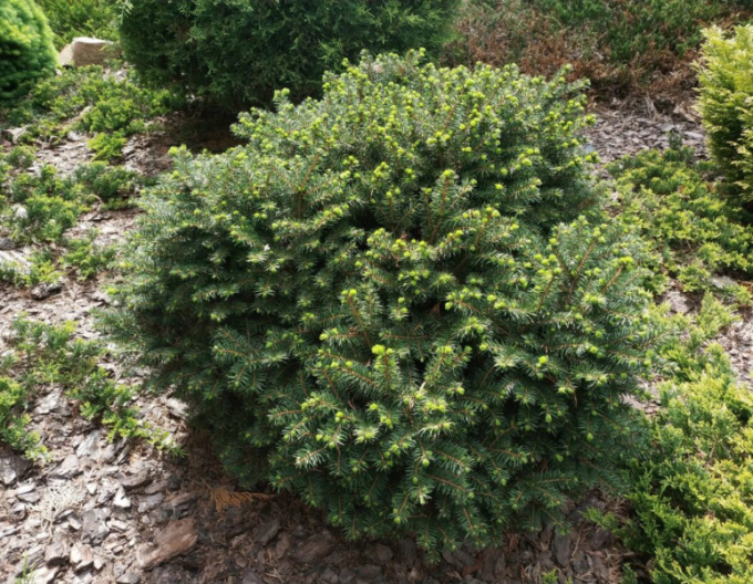 Serbische-Fichte Karel