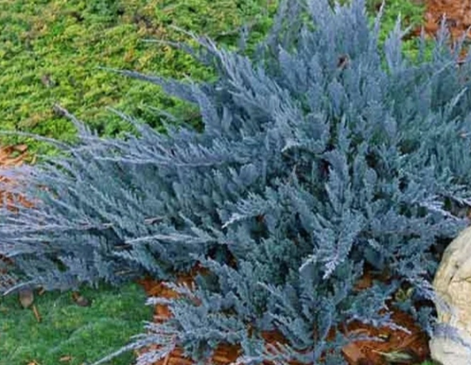 Wacholder  Blue Chip