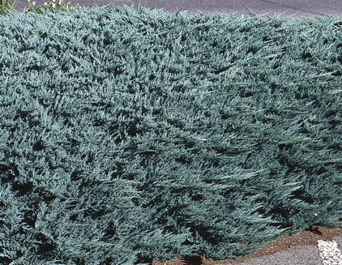 Wacholder  Blue Chip