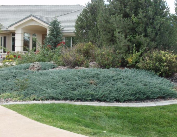 Wacholder  Blue Chip