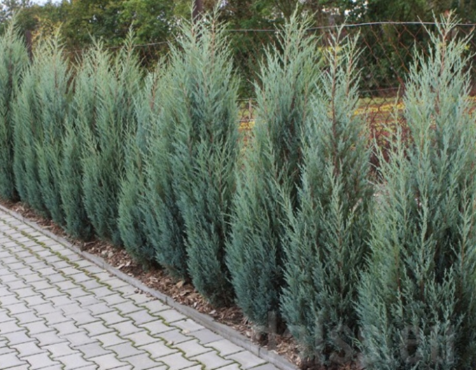 Raketenwacholder Blue Arrow