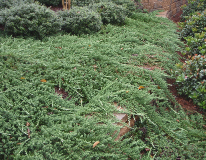 Wacholder ´Pancake´