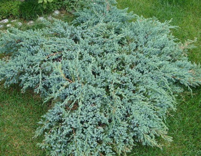 Wacholder ´Blue Carpet´