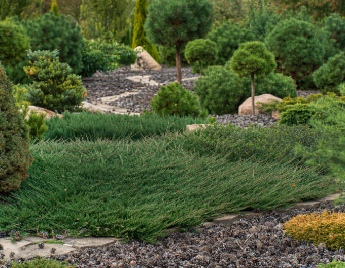 Teppichwacholder Green Carpet