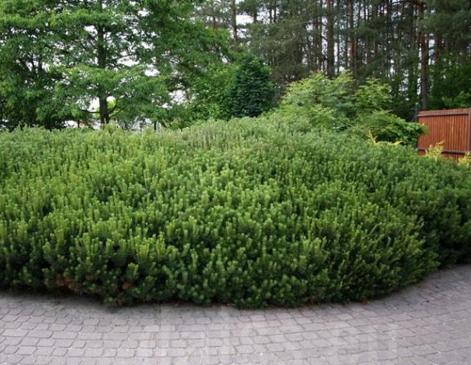 Berg-Kiefer  Pumilio