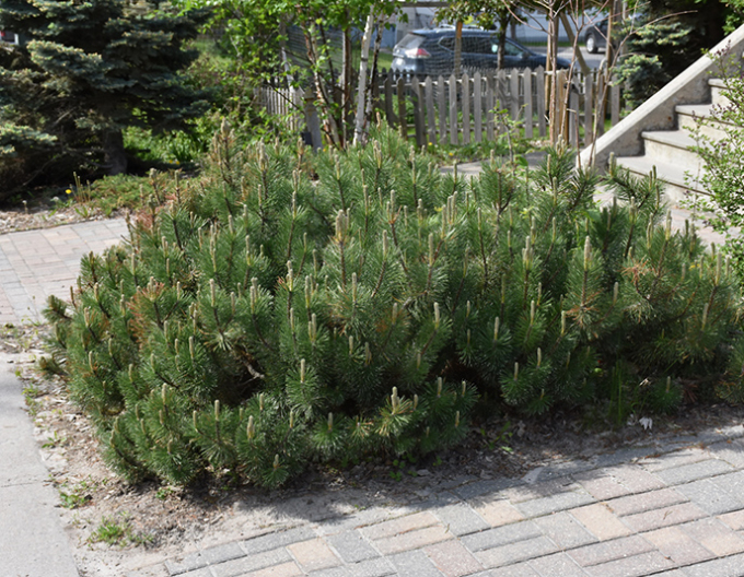 Berg-Kiefer  Pumilio