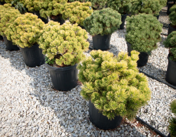 Latschenkiefer Wintergold