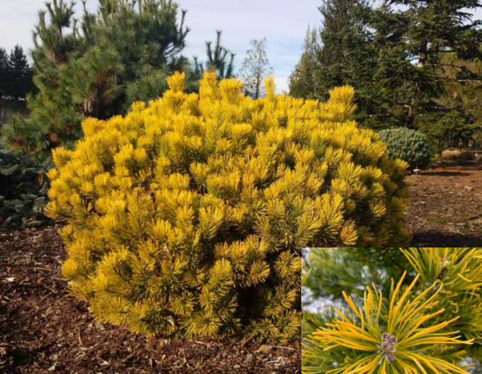 Latschenkiefer Wintergold