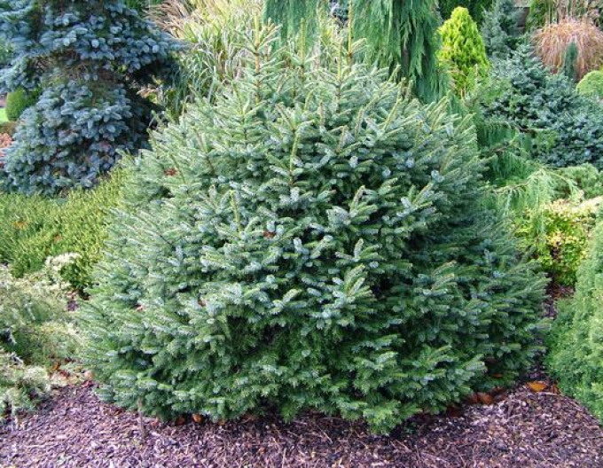 Serbische Fichte Nana