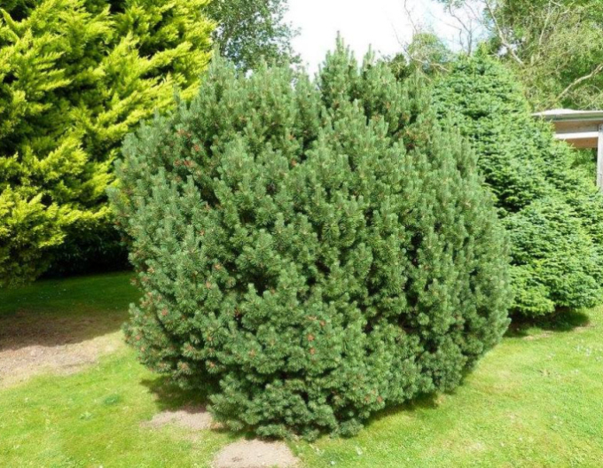 Serbische Fichte Nana