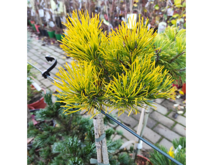 Berg-Kiefer Wintergold Stämmchen