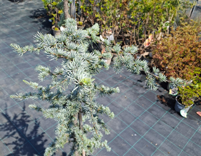 Libanon Zeder Atlantica La Fontaine