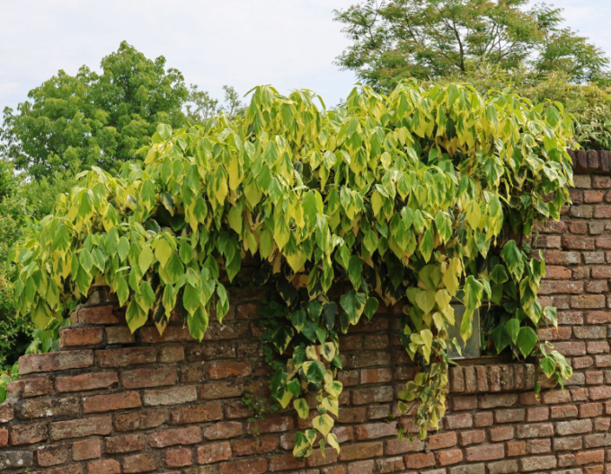 Kaukasischer Efeu Sulphur Heart