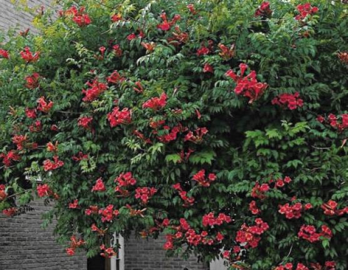 Trompetenblume Gabor