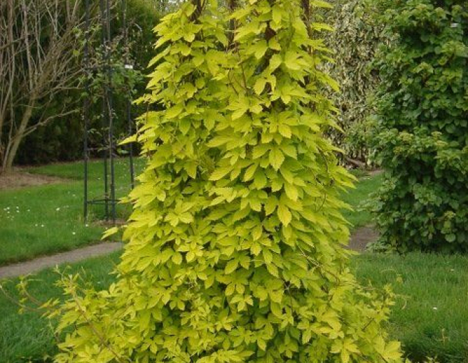 Wilder Hopfen Aureus