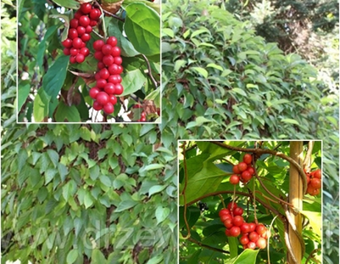 Chinesische Vitalbeere