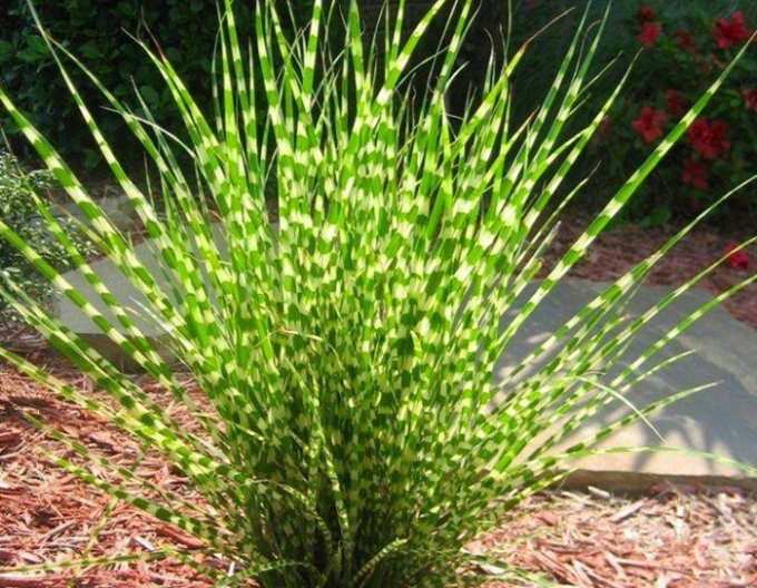 Chinaschilf Zebrinus