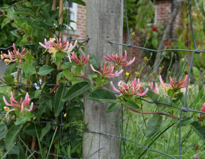 Wald-Geißschlinge Belgica