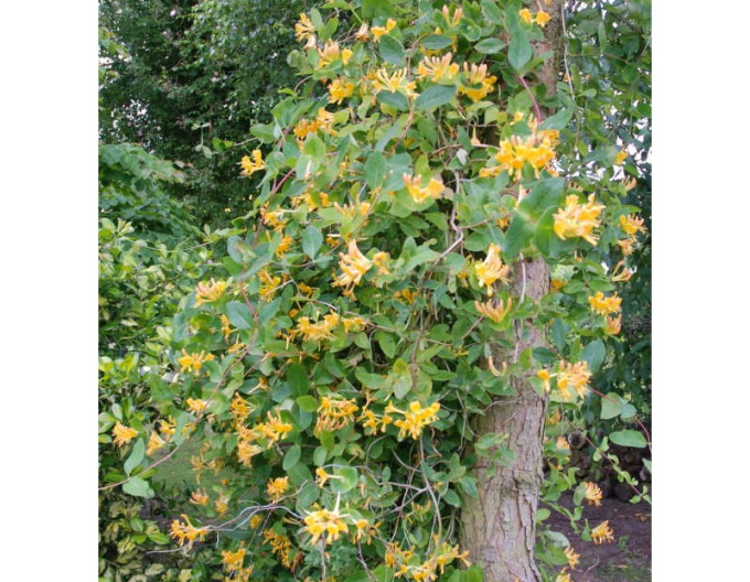 Gold-Geißschlinge tellmanniana