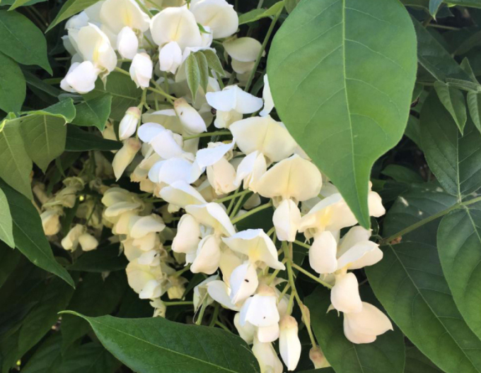 Blauregen White Silk