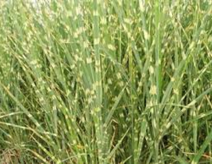 Chinaschilf Zebrinus