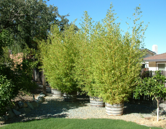 Goldener Bambus  Aurea