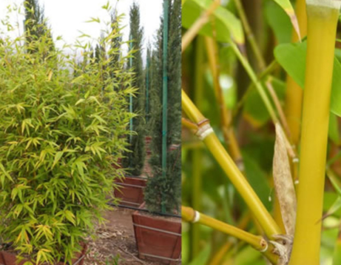 Goldener Bambus  Aurea