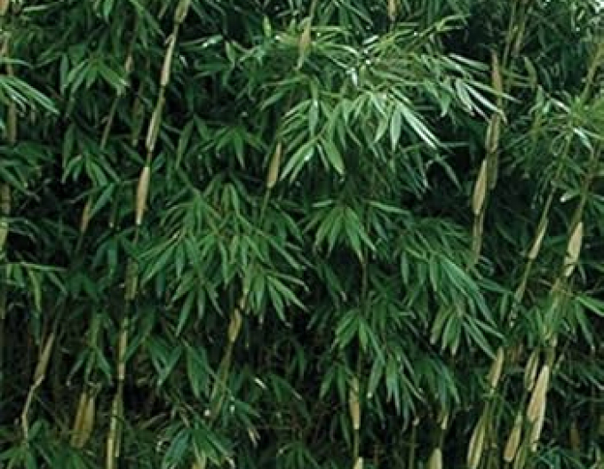Bambus Fargesia Robusta Pingwu