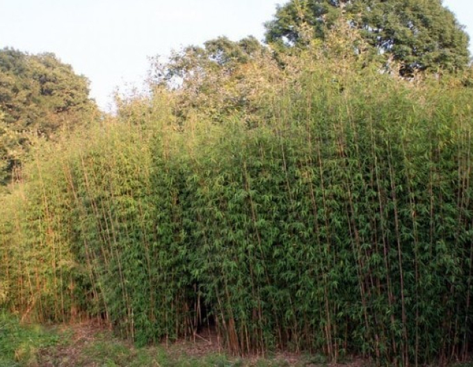 Bambus Fargesia Jiuzhaigou