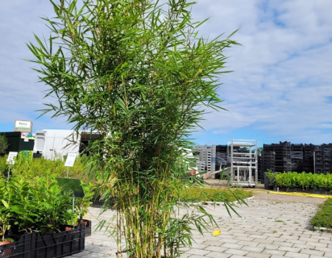 Bambus Fargesia Robusta Campbell