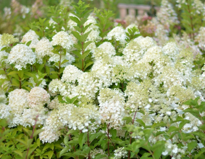 Rispenhortensie Little Alf