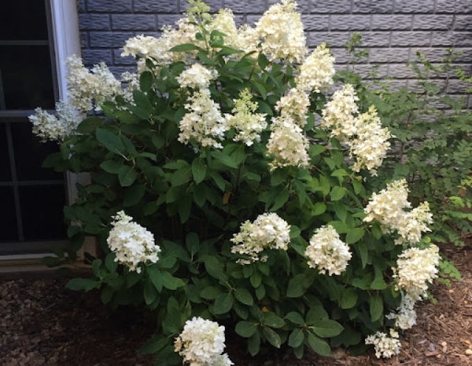 Rispenhortensie Little Alf