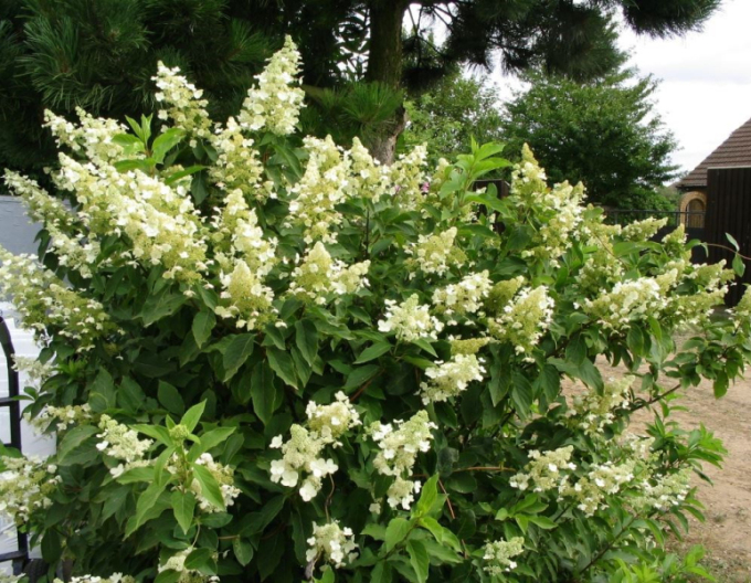 Rispenhortensie Unique