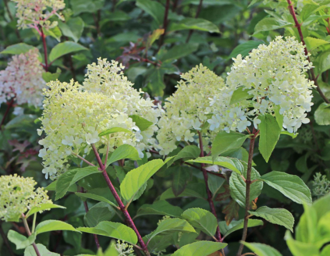 Rispenhortensie Unique