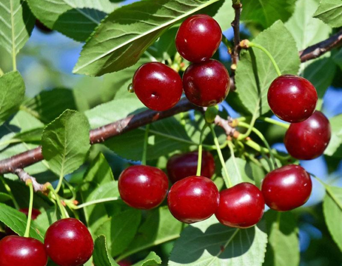 Prunus Carmine Jewell, Cont. 5l