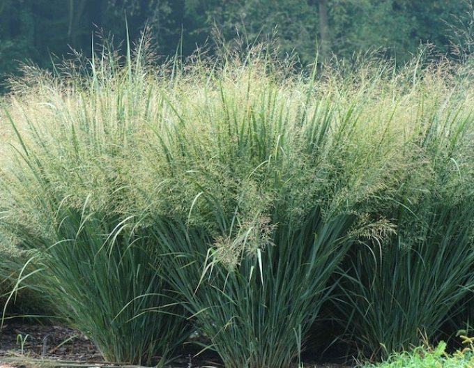 Ruten-Hirse "Heavy Metal"