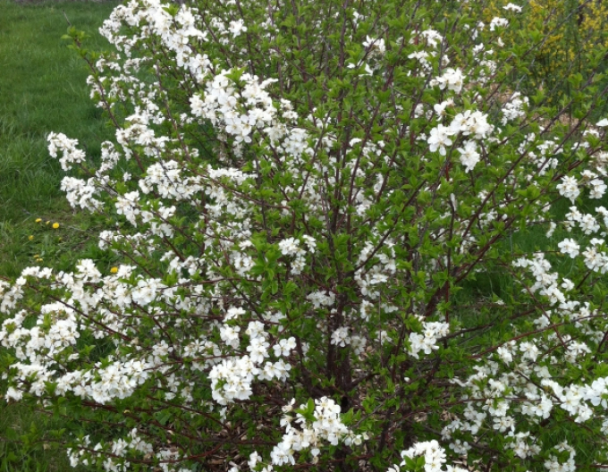 Prunus Carmine Jewell, Cont. 5l
