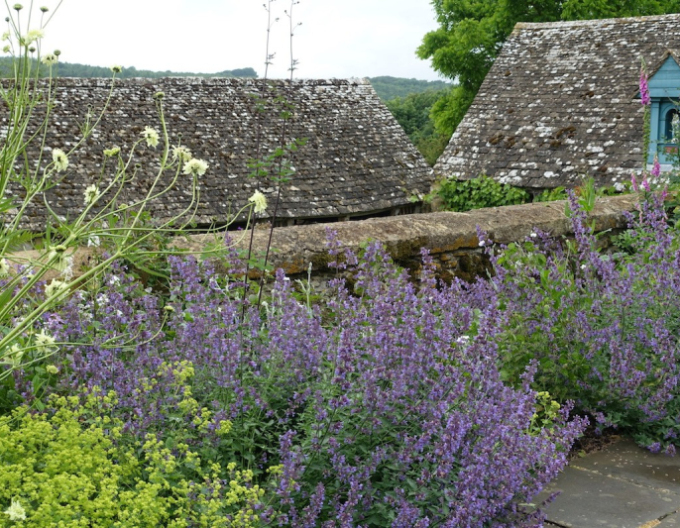 Katzenminze ´Walker´s  Low