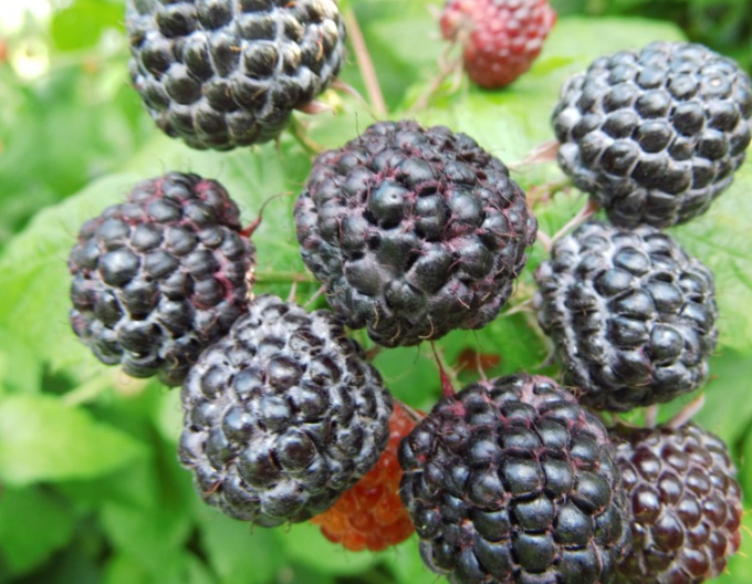 Schwarze Himbeere Black Jewel