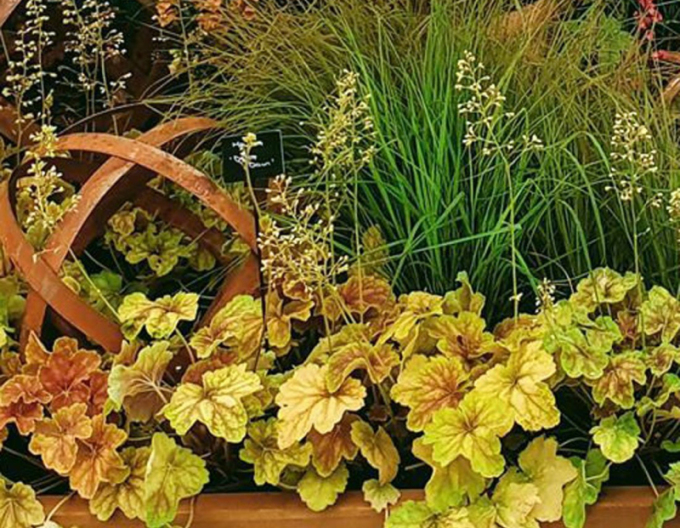 Purpurglöckchen Delta Down