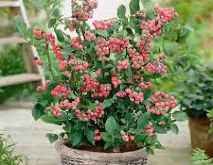 Kanadische Heidelbeere Pink Lemonade