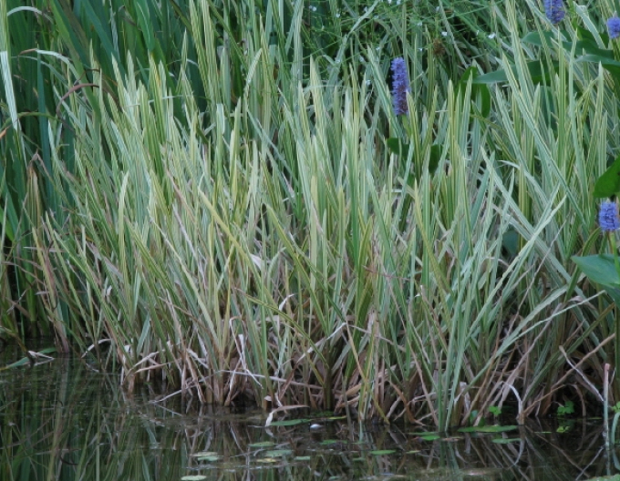 Gartensüßgras  Variegata