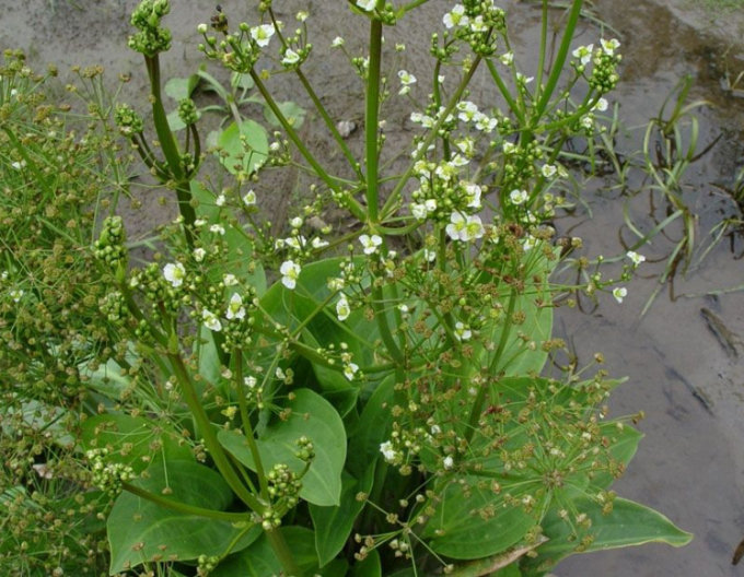 Gewöhnlicher Froschlöffel