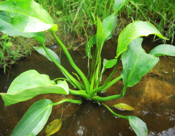 Gewöhnlicher Froschlöffel