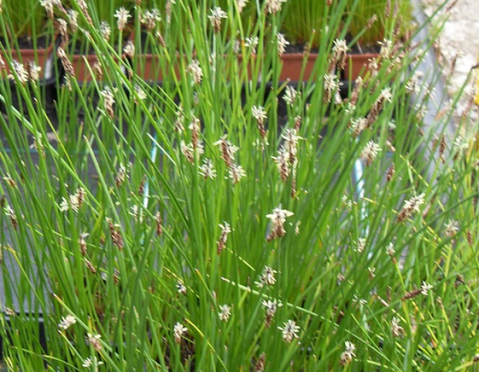 Gewöhnliche Sumpfbinse