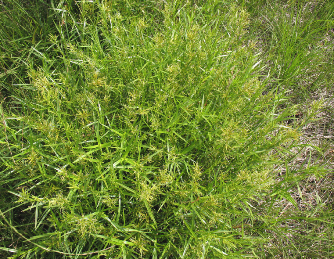 Wasserbambus - Dulichium arundinaceum