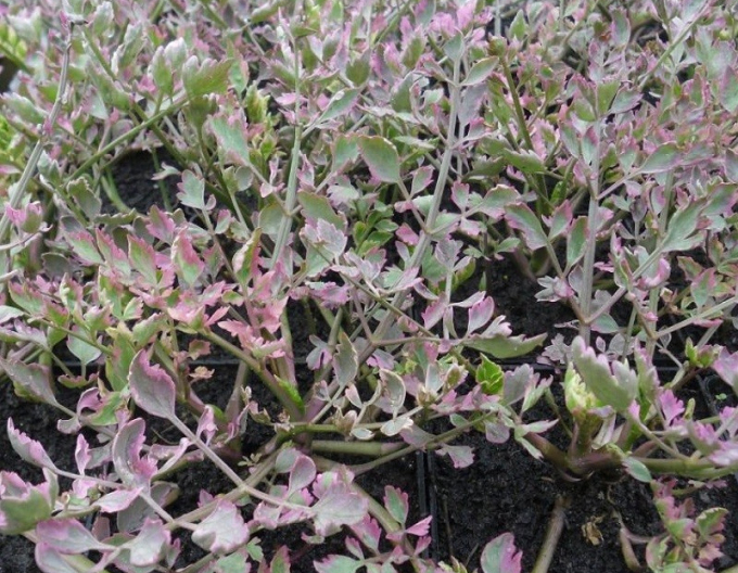 Wasserfenchel Flamingo