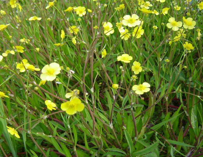 Brennender Hahnenfuß