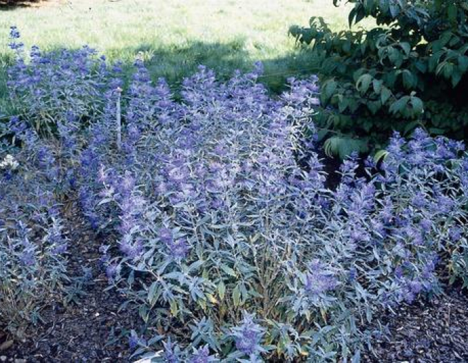 Bartblume "HEAVENLY BLUE" 9x9